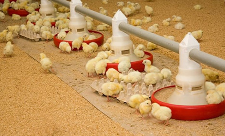 Day Old Chicks for sale