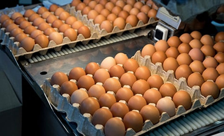  Eggs For Sale