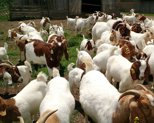 Boer Goats for sale
