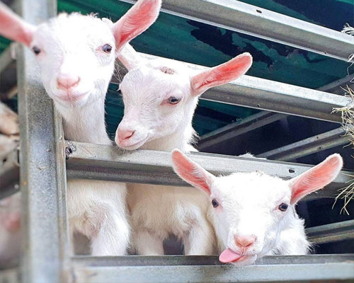 Saanen Goats for Sale