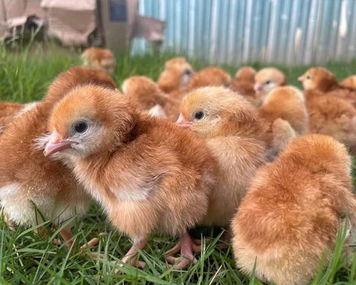 Layer Chicks for sale, chicken coops for sale,