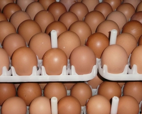 Fertile Eggs for sale