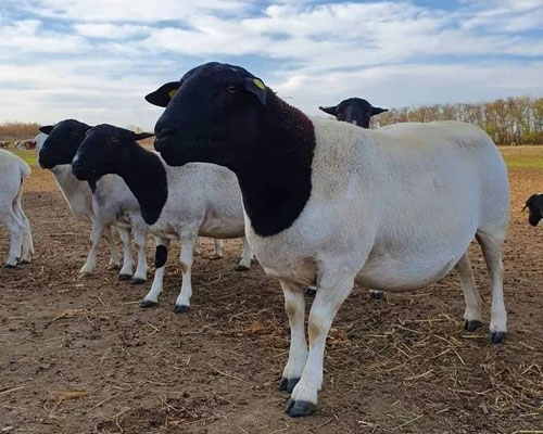 Dorper Sheep for Sale