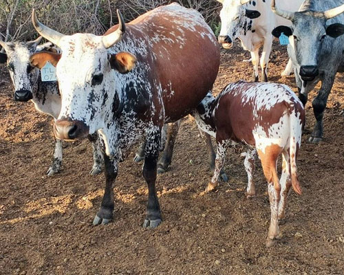 Nguni Cattle for sale