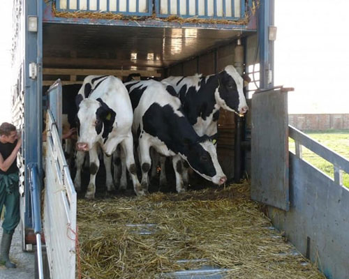 Friesian Cows for sale 