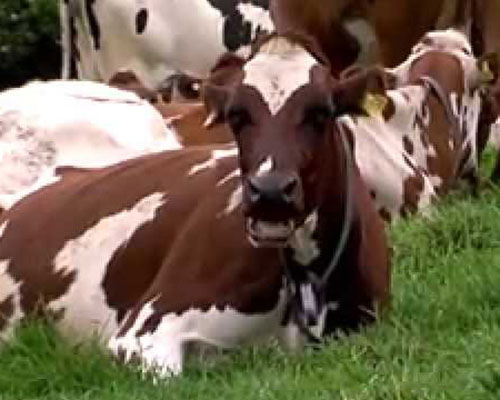 Ayrshire Cows for sale 