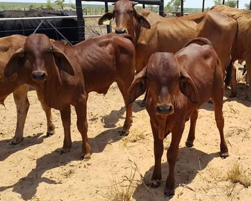 Brahman Cattle for sale