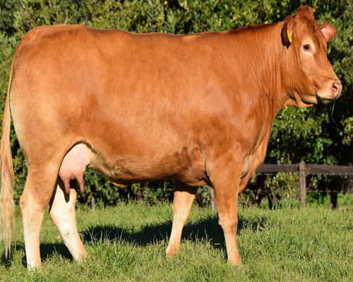 Limousin Cattle for sale 